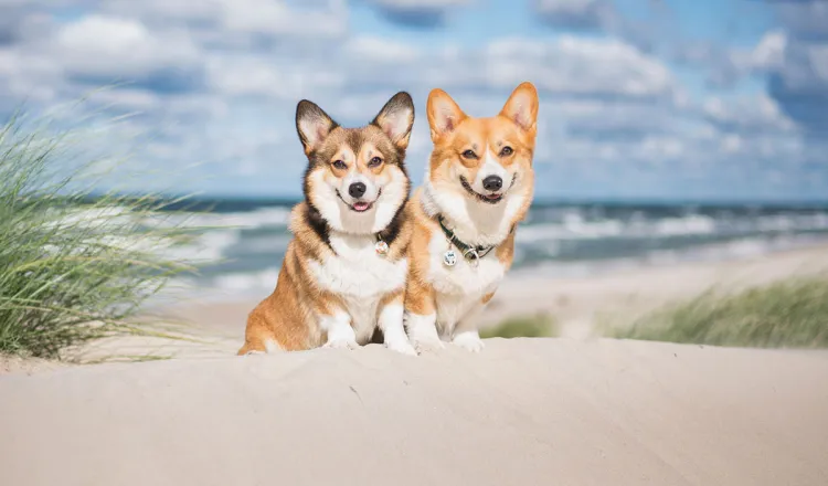 Im Grand Hotel Binz sind Hunde im Ostseeurlaub, besonders in der Nebensaison, immer herzlich willkommen.
